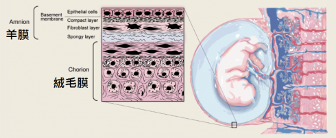 Anatomy-of-the-amniotic-membrane