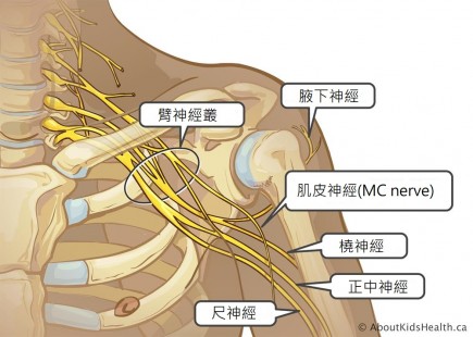 brachial_plexus_MED_ILL_EN