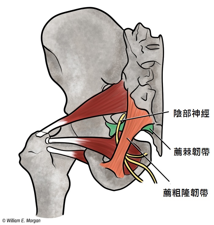 Anatomy-01-Old_1