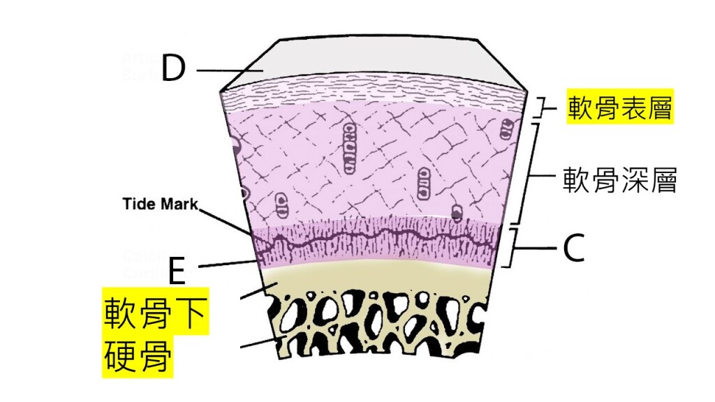 cartilage